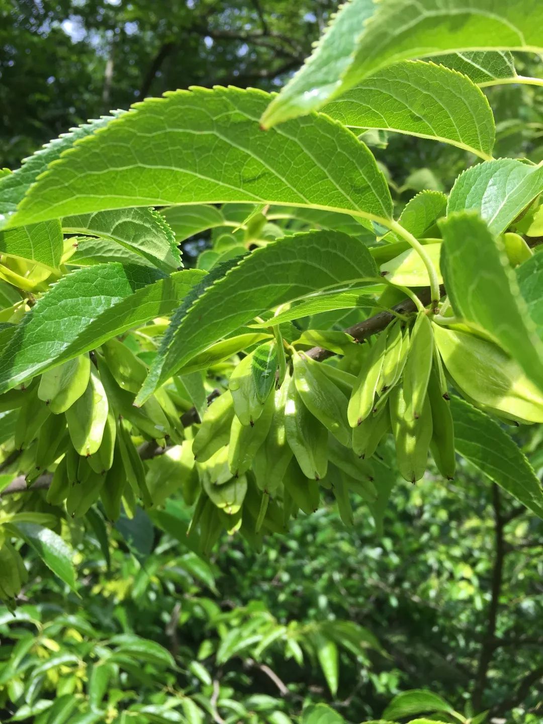 历经磨难的活化石植物——杜仲