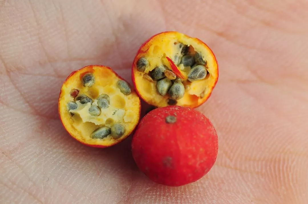 山桐子既是深秋佳果也是树上油库