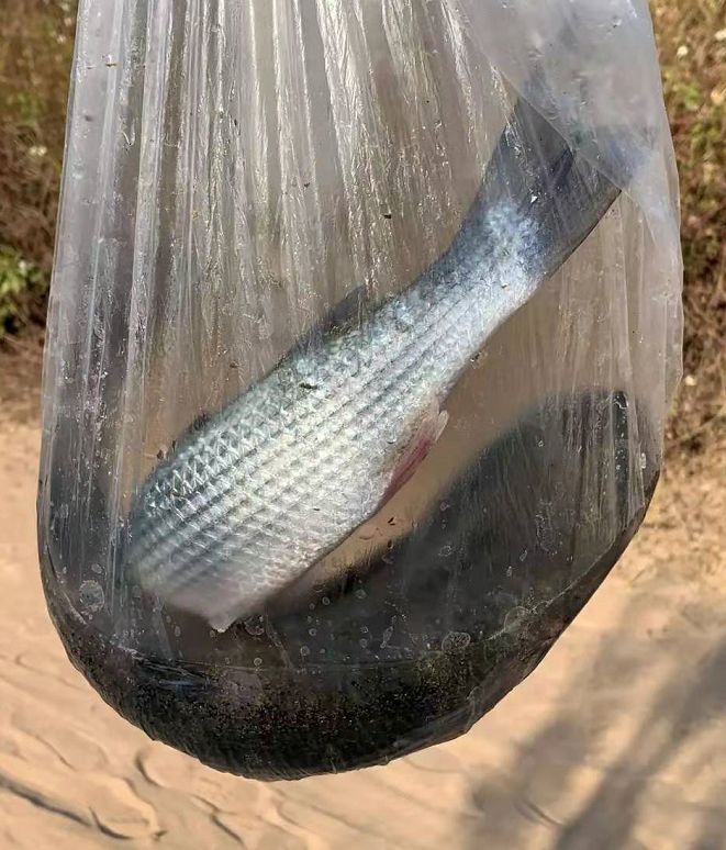 珠海老伯在海边网鱼,有人当场想掏钱买,结果