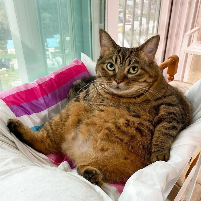 日本超级大胖猫在网络走红胖成球的猫咪卖萌太可爱了