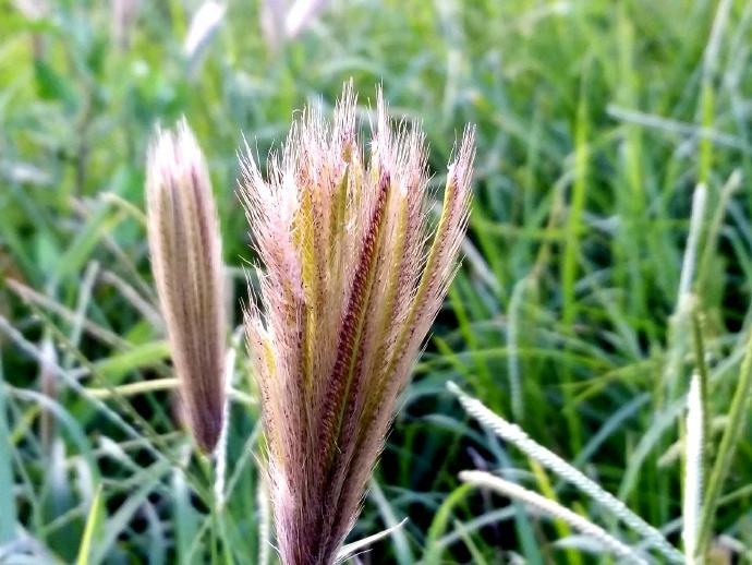 一花一世界,一叶一菩提——奇花异草虎尾草,栽培技术老虎句子