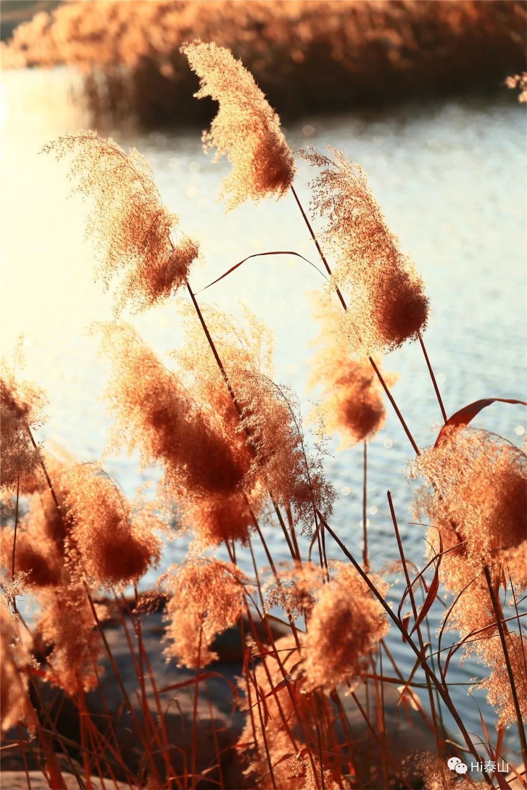 蒹葭苍苍芦花飞莠草骄骄茸尾弯