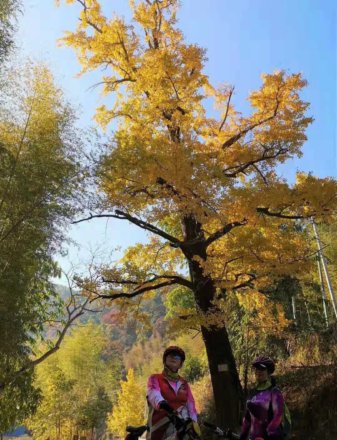 南平延平区南山镇后溪村有一片银杏林共有300多株其中100多年树龄的