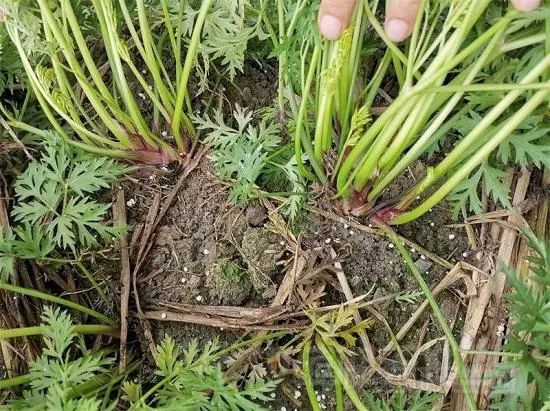 川芎长的好的根茎直径有2-3厘米.彭山,眉山川芎长势依旧一般.