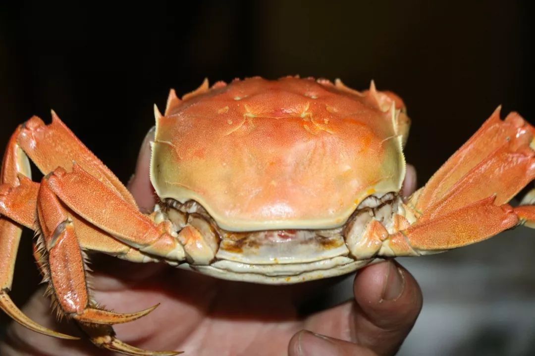 巢湖南岸的原生态大闸蟹,膏腴,肉嫩,味美~_螃蟹