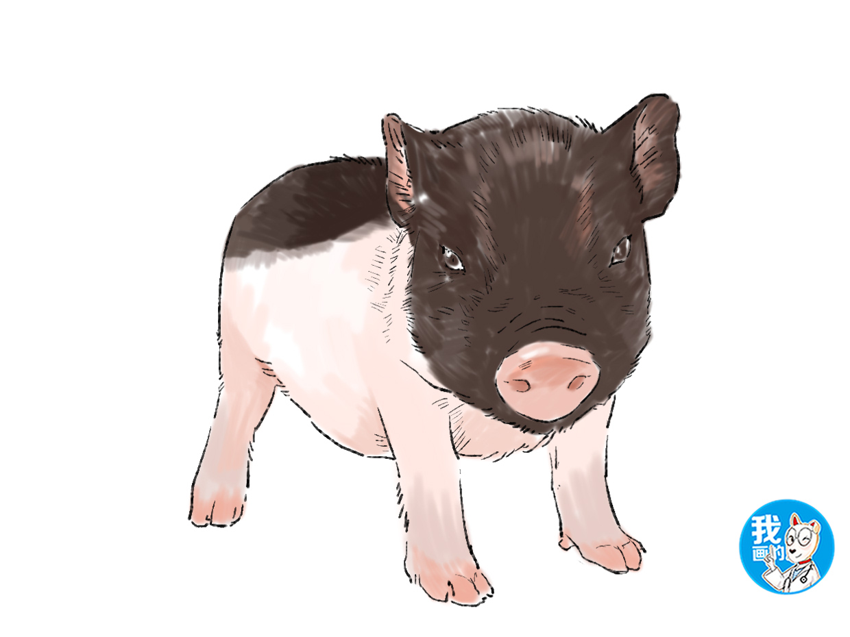 女子花八百买只小香猪,体重却长到了300多斤,8年更是搬了5次家_猪猪