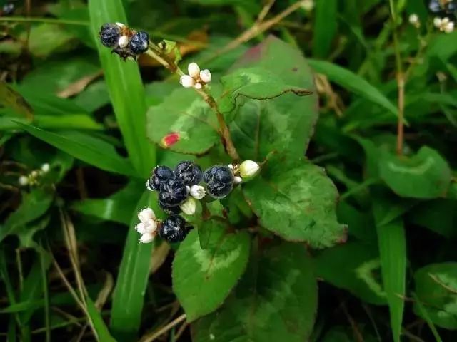 海南人小时候吃过的野果子你还记得不