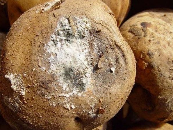 技术贴!真菌病害明细分类大全