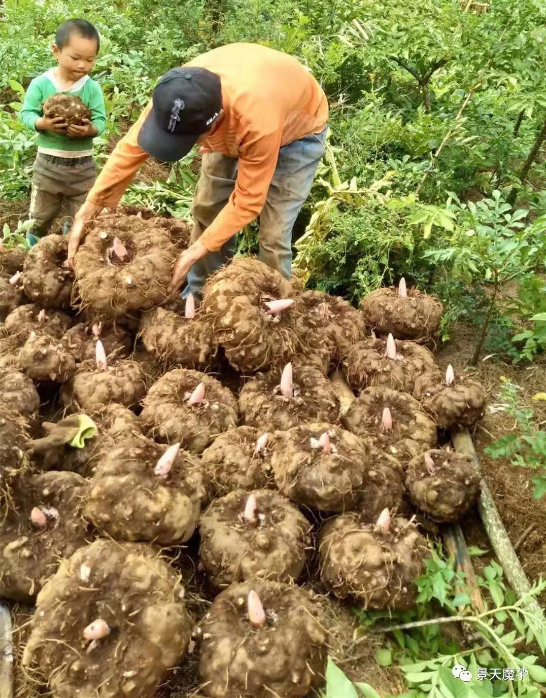 白魔芋种植和管理图片图片