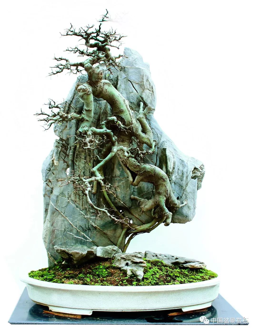 谢克英谈岭南盆景的创新与发展