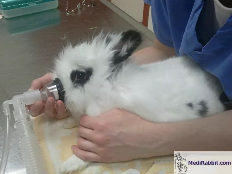 兔兔的麻醉特点药物与气管插管术