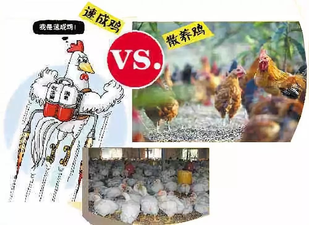 速成鸡是打激素,抗生素吗?