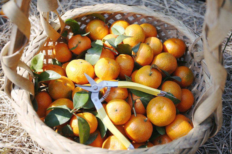 岭南佳果清新冰糖桔,一日竟然成交6000吨!