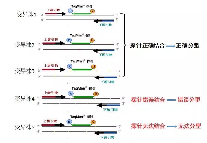 【sanger测序法】