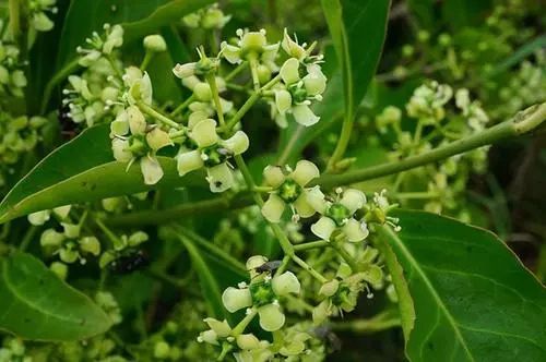 每日一花 | 扶芳藤:生长旺盛,终年常绿,高可达数米