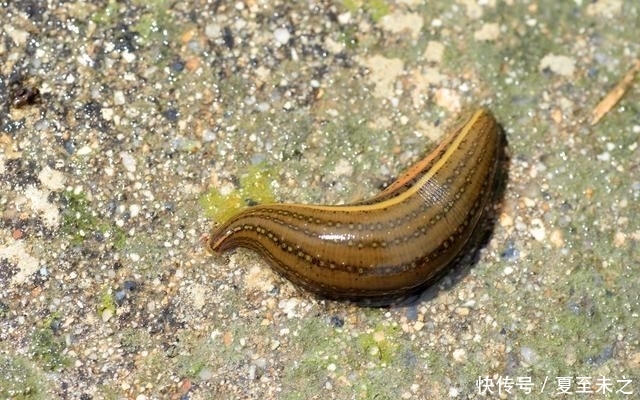 农村老人说把蚂蝗烧成灰,把灰放在水里,就能长出小蚂蟥,真的吗!