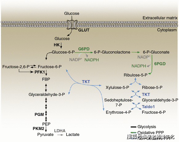 原創磷酸戊糖途徑與細胞氧化還原平衡