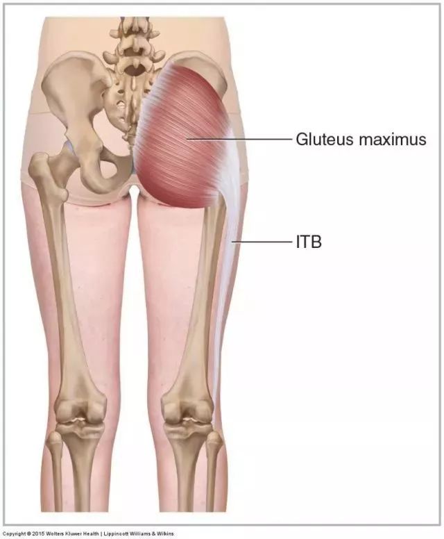 股骨臀肌粗隆图片图片