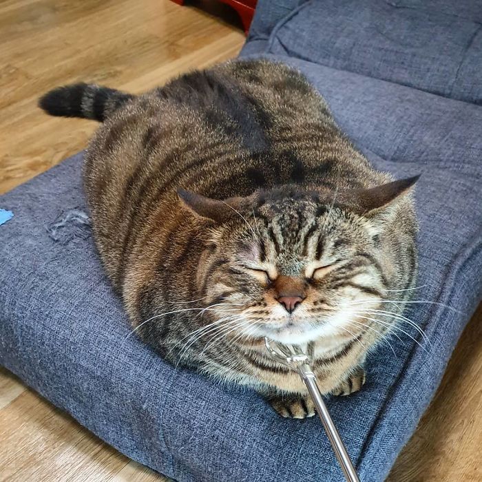 日本超级大胖猫在网络走红胖成球的猫咪卖萌太可爱了