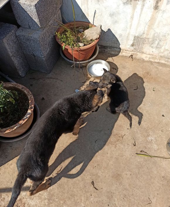 网友后来知道真相了,对土狗进行一顿暴揍,每次网友听到两只狗狗打架