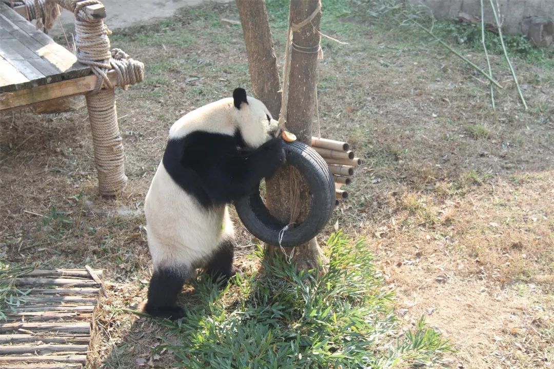 趣冬| 無錫動物園,動物過冬各顯高招!