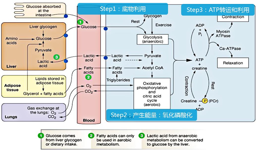 陳還珍教授糾正能量代謝在心衰治療中的價值