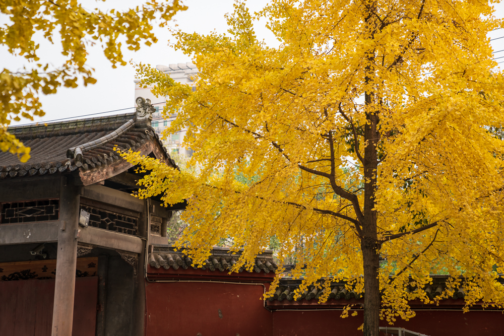 秋日走在成都的街头,满城的银杏,一地的金黄