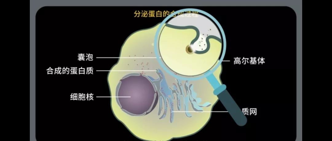 所以我們發現,在分泌蛋白的合成和運輸過程中,依次需要核糖體,內質網