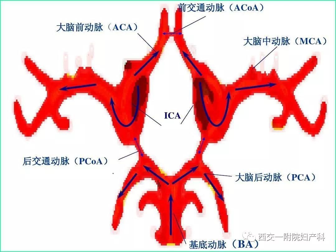 (3)胎儿大脑中动脉胎儿大脑中动脉(middle cerebralartery, mca)血流