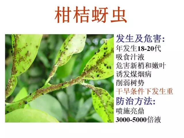 柑橘病虫害最全图谱珍藏版