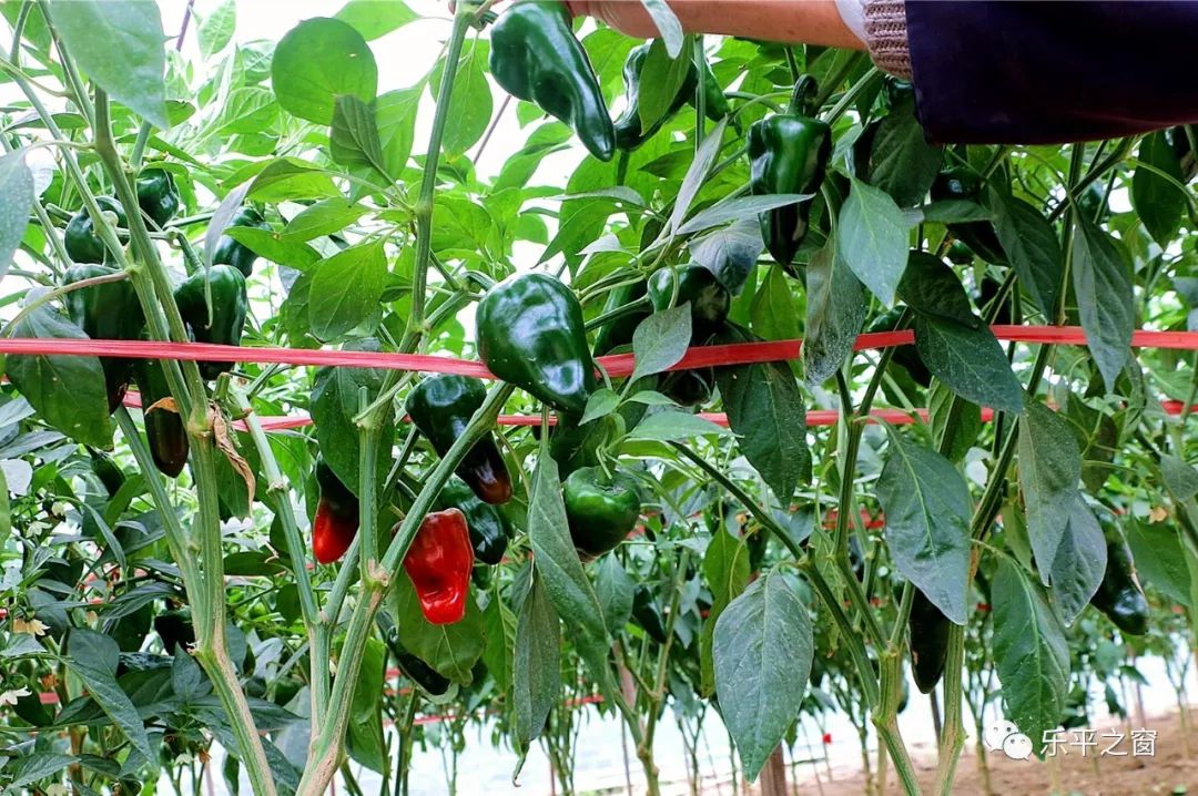 700多个日夜精心培育,他让"乐平第一椒"重现昔日品质!_灯笼椒
