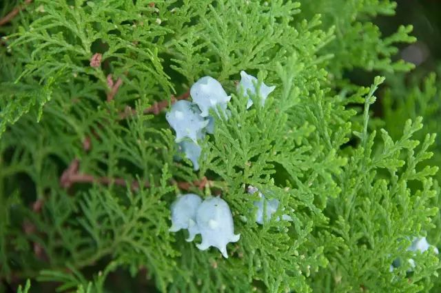 12月13日射手星座花 侧柏 紫红菊花 中国 12月13日射手星座花 侧柏 紫红菊花 中国