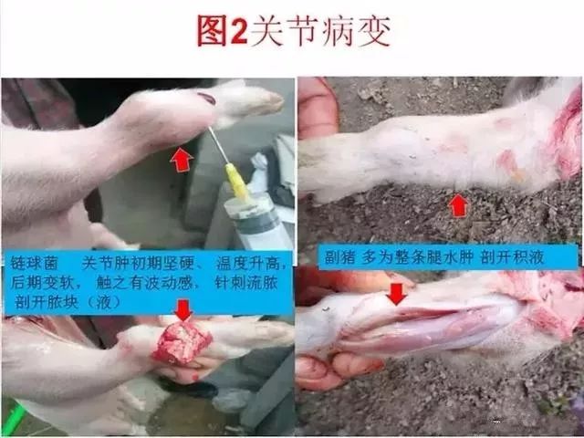 你点我写链球菌与副猪解剖鉴别图谱