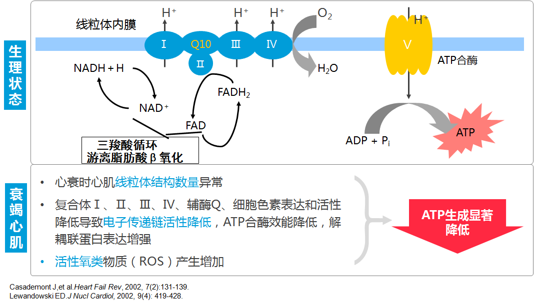 线粒体功能障碍,氧化磷酸化损伤衰竭心脏的能量代谢改变一:底物利用