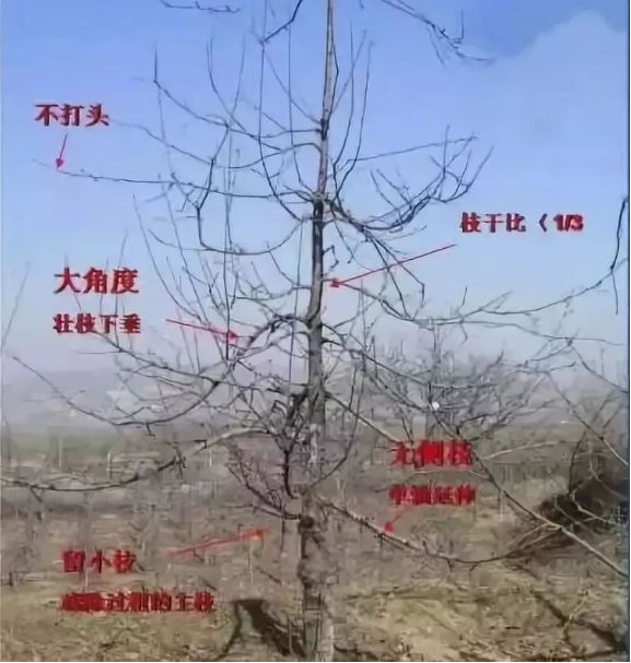 【修剪】苹果树冬剪最佳时段:品种不同,冬剪的时期也不同
