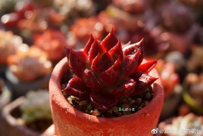 红宝石血魔阿拉巴玛厚叶花月夜当草莓冰买的(貌似不像)这几天晚上气温