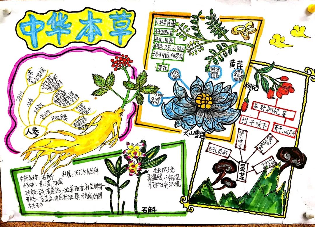 国庆七天乐,"采药"最快乐——忆晨曦学子国庆"采药"记_中草药