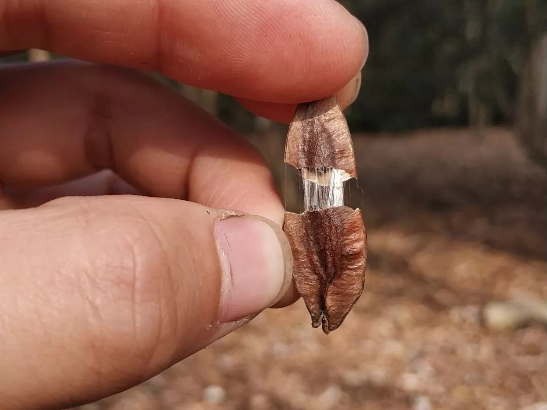 树皮,枝条,叶片,果实扯出的胶丝开篇名字的由来就已经透露,杜仲在