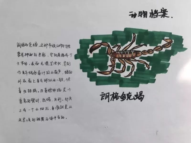 朗格多克蝎(八年级8班 时启贺)(八年级4班 彭子康)蜘蛛(八年级2班赵博