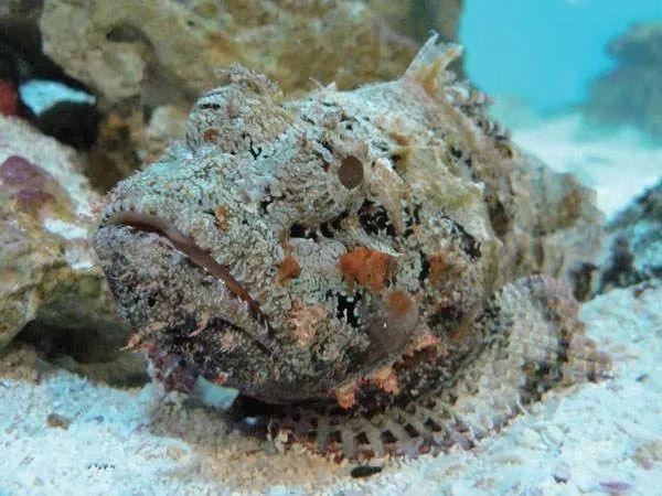 隐形高手石头鱼