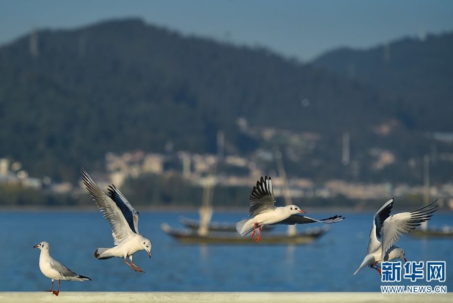 共赏"春城"花开花落 大观河是个不错的选择哦~ "滇朴披金,鸥鹭齐飞"