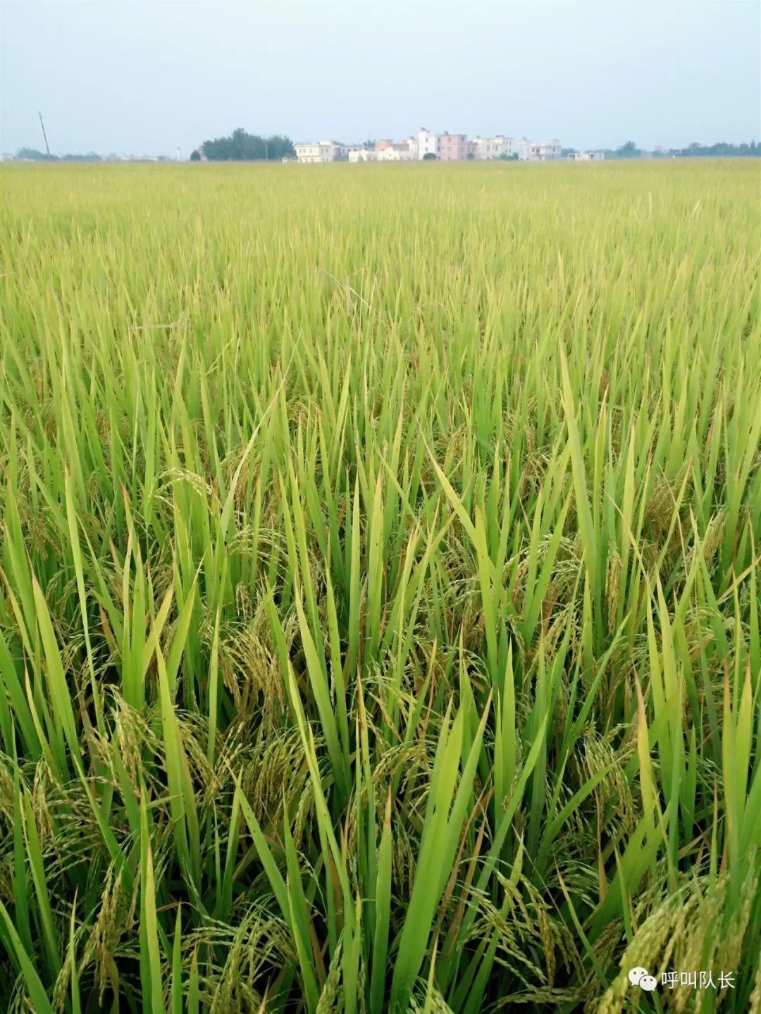 99元一斤的施村香米/紫米,它不香吗?快抢啊!