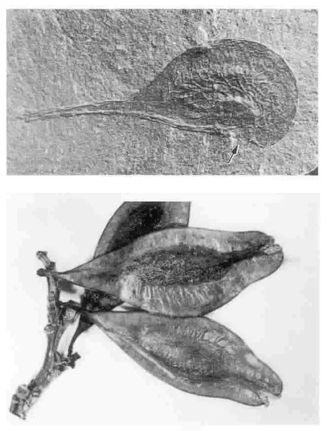 历经磨难的活化石植物杜仲