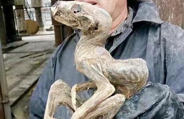 盘点那些在矿山里挖出的"怪物们"