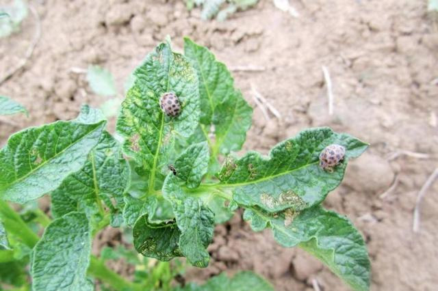 原创马铃薯种植中有哪些虫害田间实拍图谱及防治方案来了