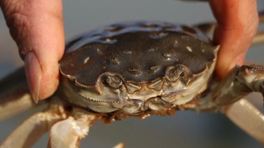 巢湖南岸的原生态大闸蟹,膏腴,肉嫩,味美~_螃蟹