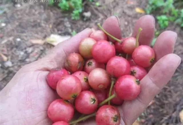 海南人小时候吃过的野果子你还记得不