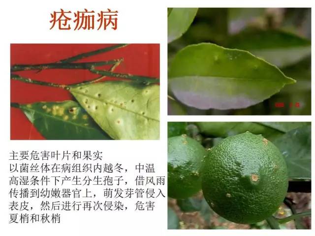 柑橘病虫害最全图谱珍藏版