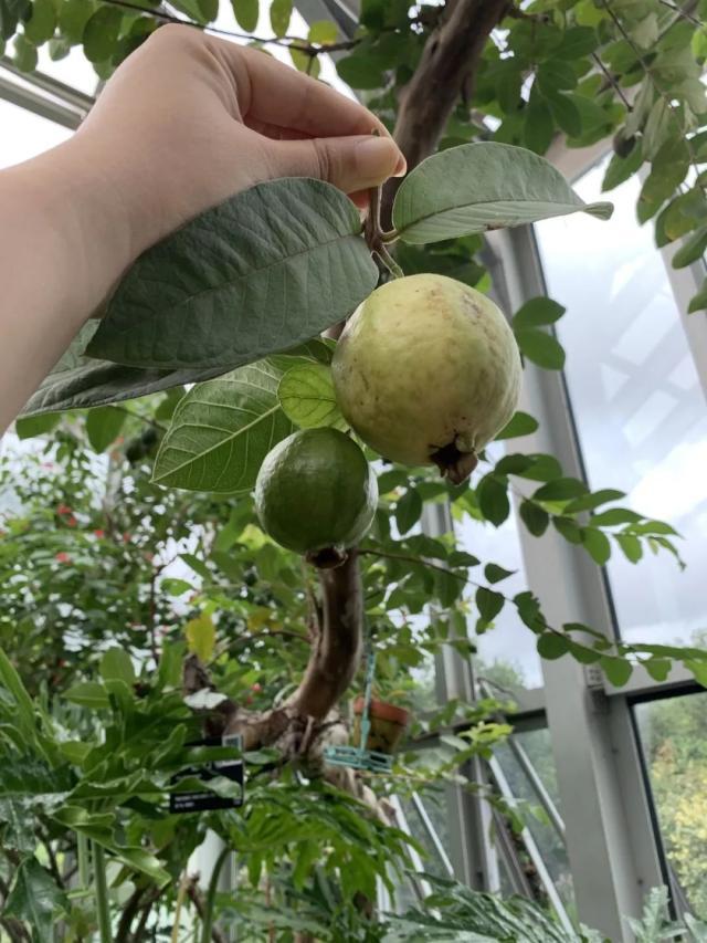 現在上海植物園展覽溫室(二)的芭樂樹,碩果累累,有愛好的能夠來看看