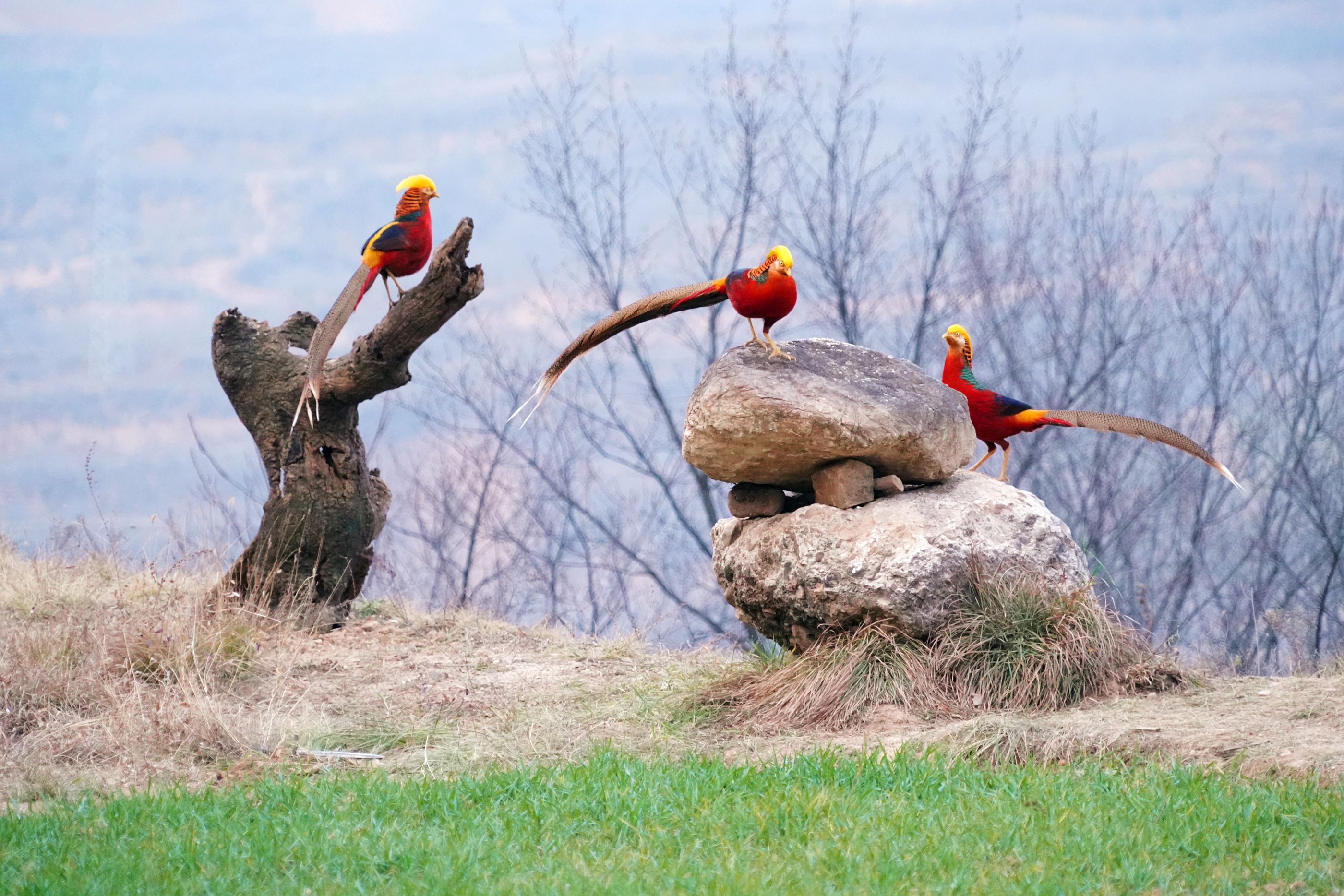 原创山西大山农村发现"金凤凰",6旬大叔守护4年,看是啥样